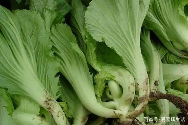 什么菜最补钙