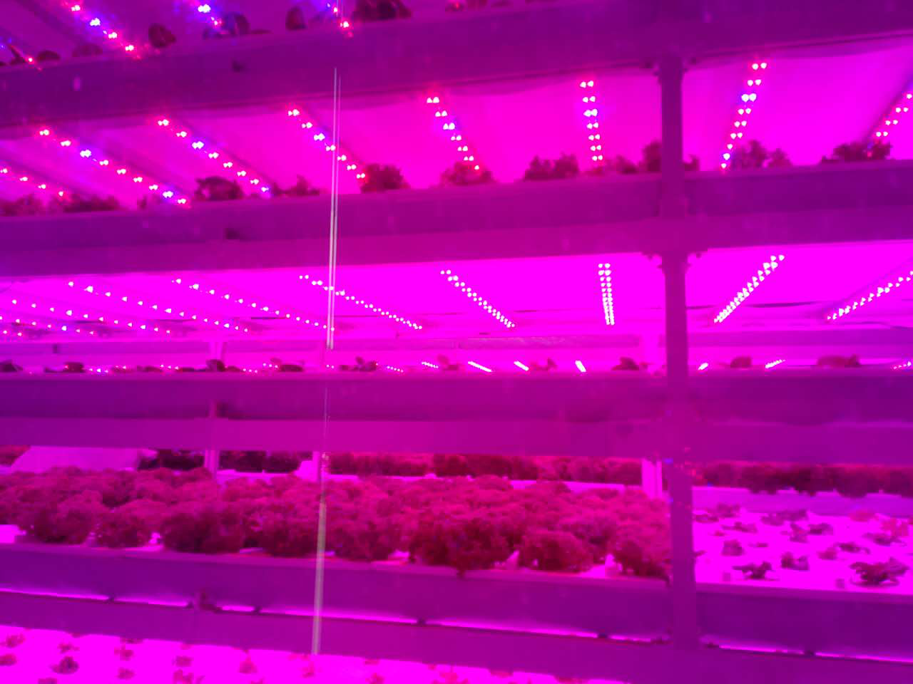 富硒蔬菜产业专项规划