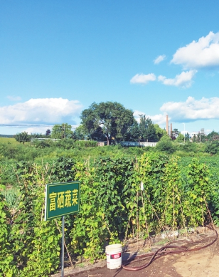 临淄富硒蔬菜种植基地