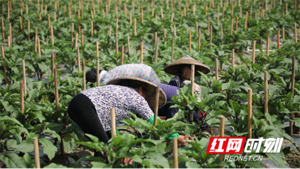 如何生产富硒蔬菜种子