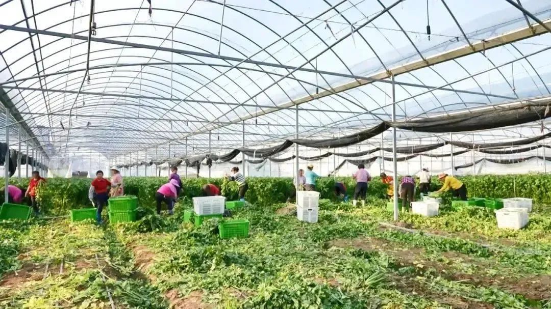于都万亩富硒蔬菜基地