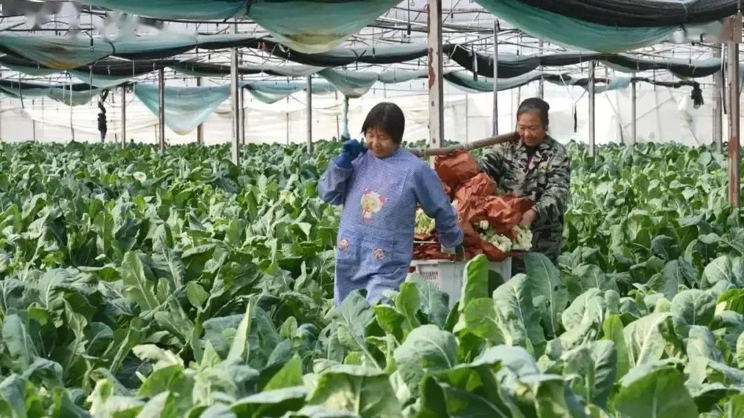 于都万亩富硒蔬菜基地