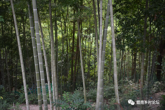 梓山万亩富硒蔬菜基地