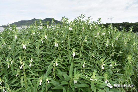 梓山万亩富硒蔬菜基地
