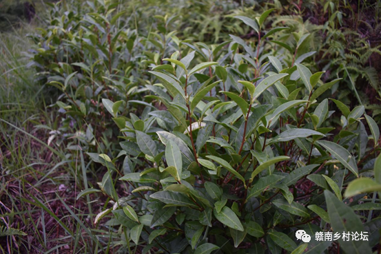 梓山万亩富硒蔬菜基地