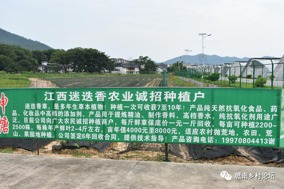梓山万亩富硒蔬菜基地