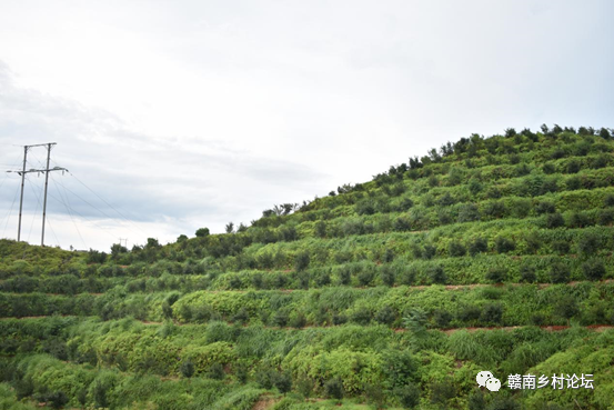 梓山万亩富硒蔬菜基地