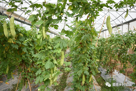 梓山万亩富硒蔬菜基地