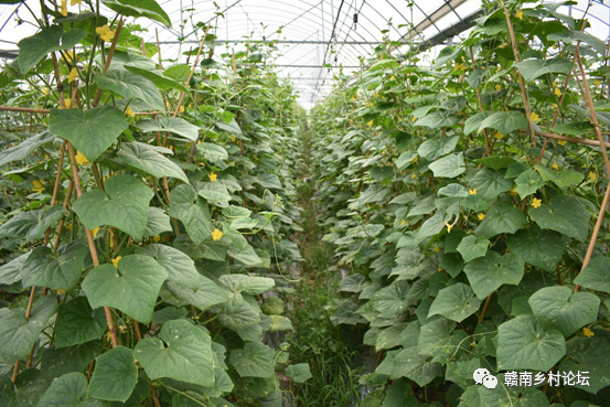 梓山万亩富硒蔬菜基地