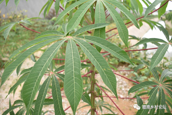 梓山万亩富硒蔬菜基地