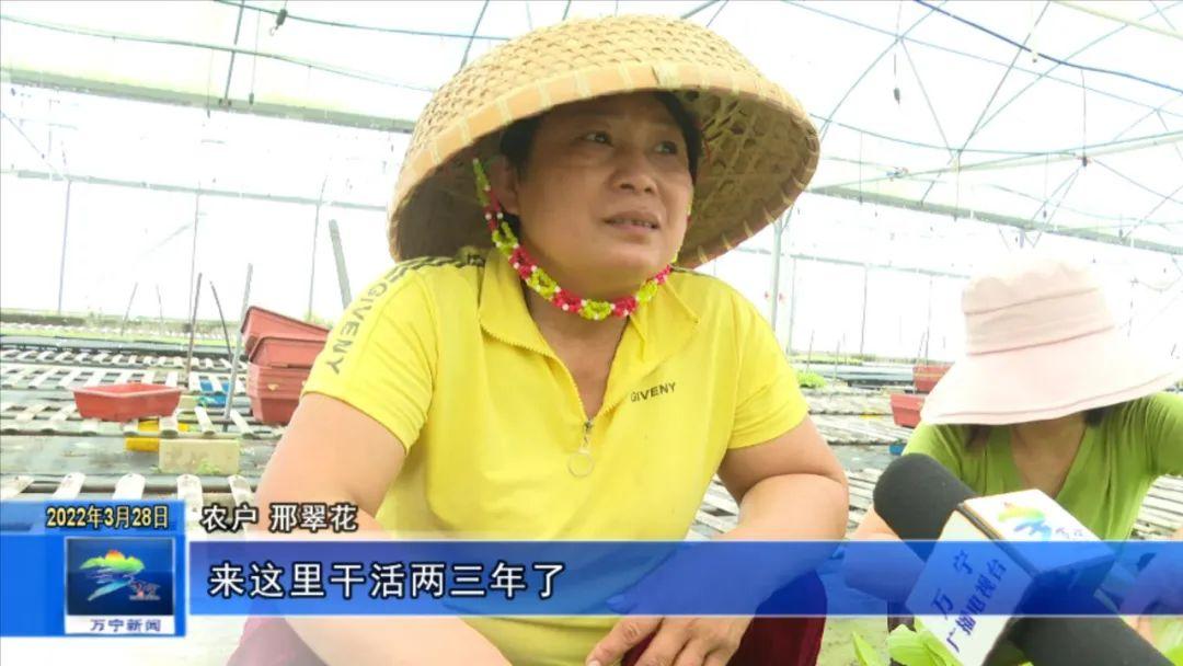 富硒有机蔬菜市场价格