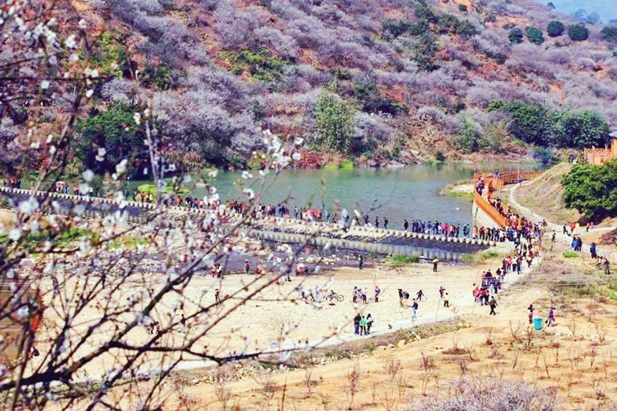 诏安富硒水果特产批发