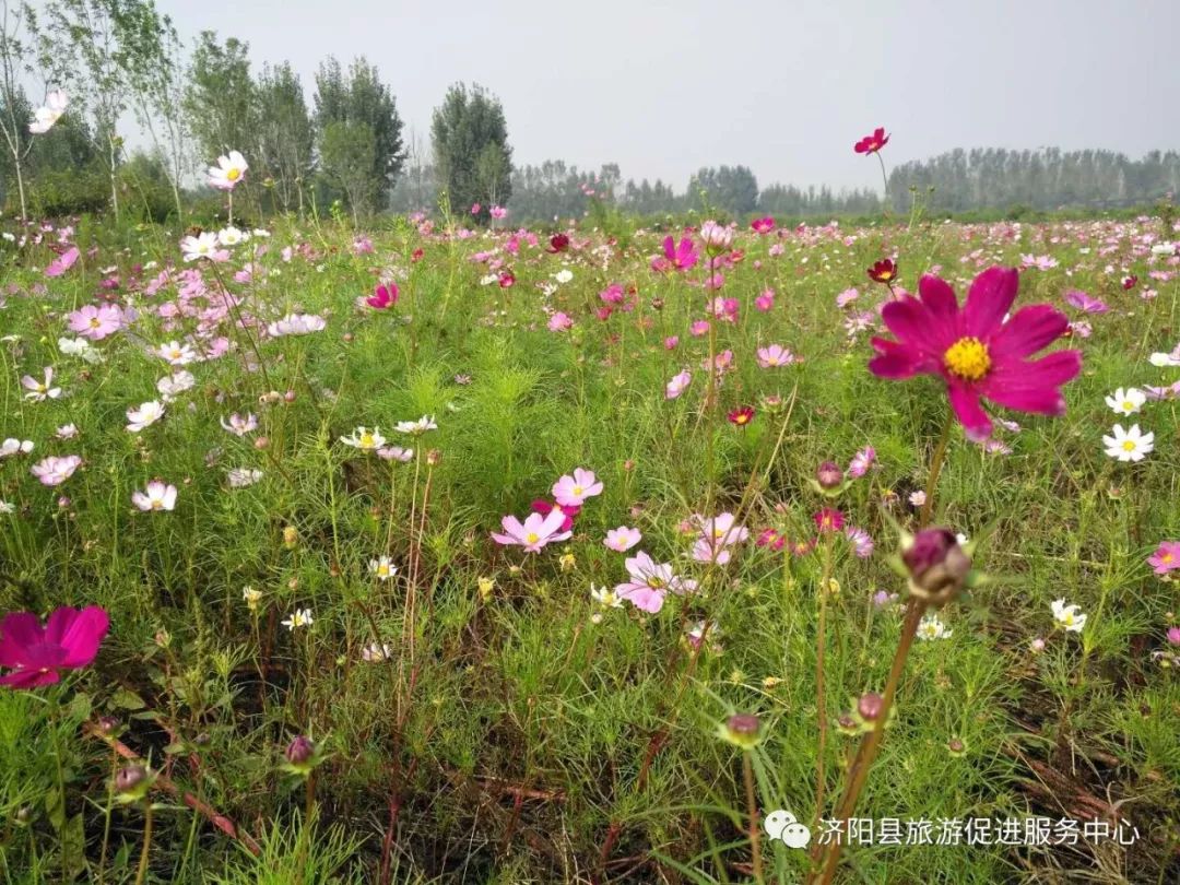 济南富硒水果采摘价格