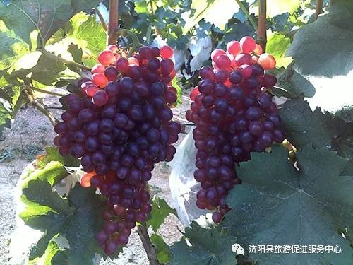 济南富硒水果采摘价格