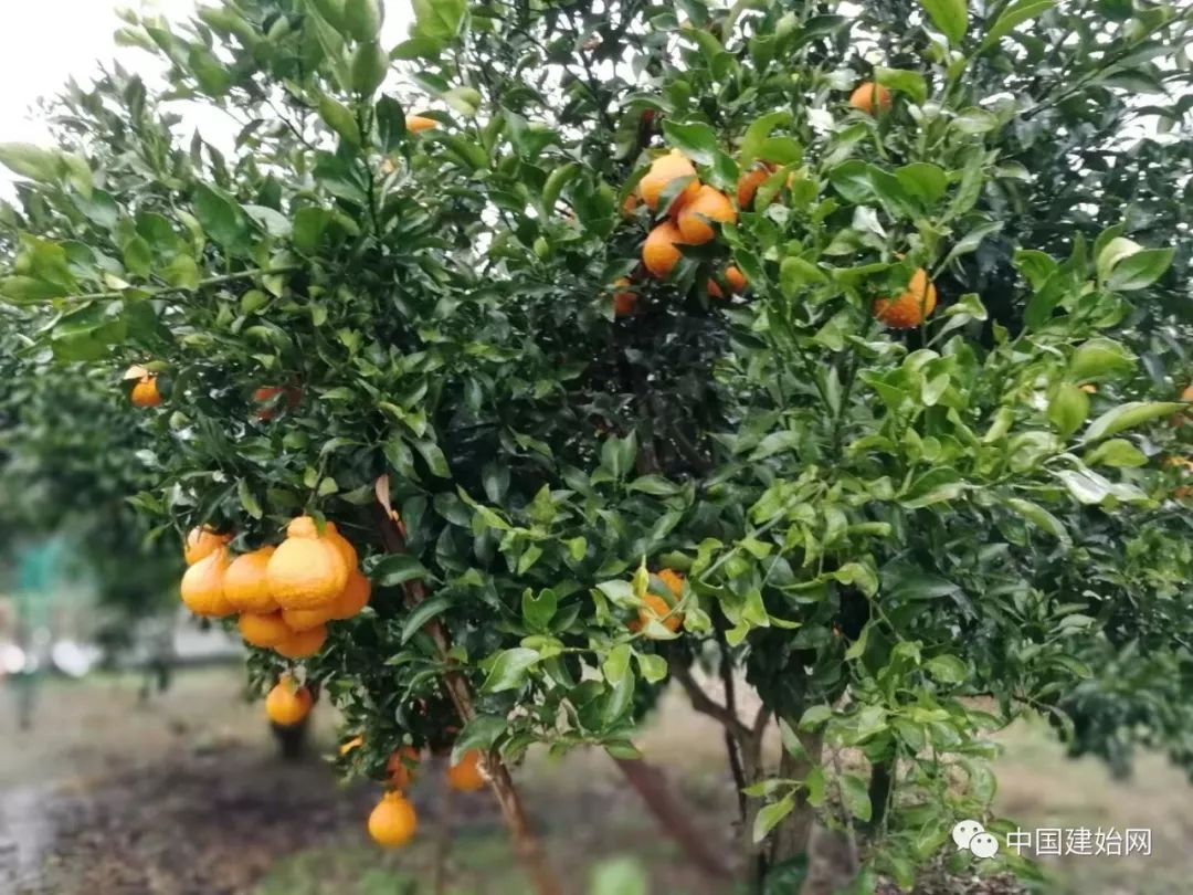 什么水果属于富硒果子