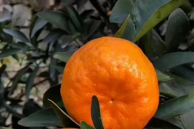 遂宁富硒水果种植基地