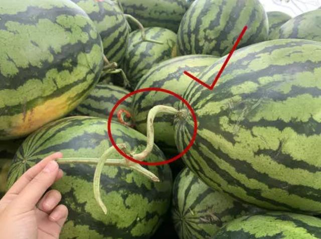 富硒水果有什么特点呢