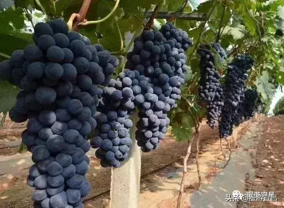 富硒水果采摘自驾攻略