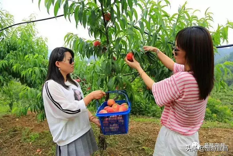 富硒水果采摘自驾攻略