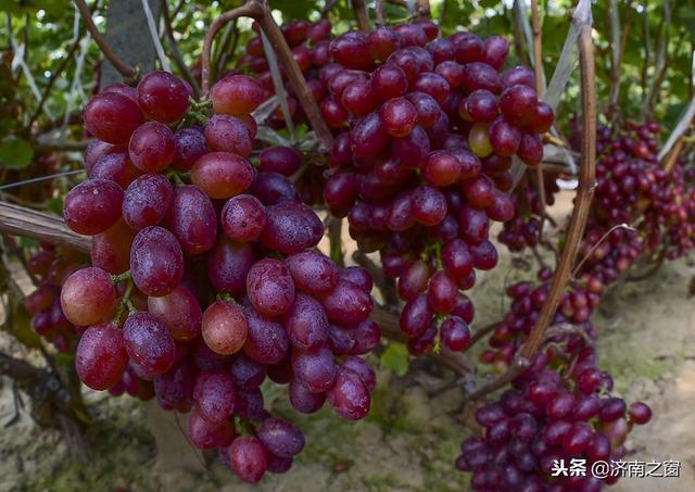 富硒水果就是高品质吗