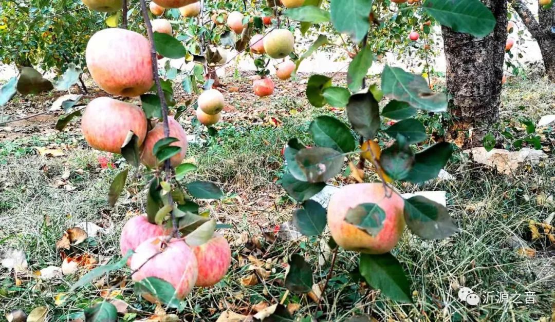 绿色生态富硒水果基地