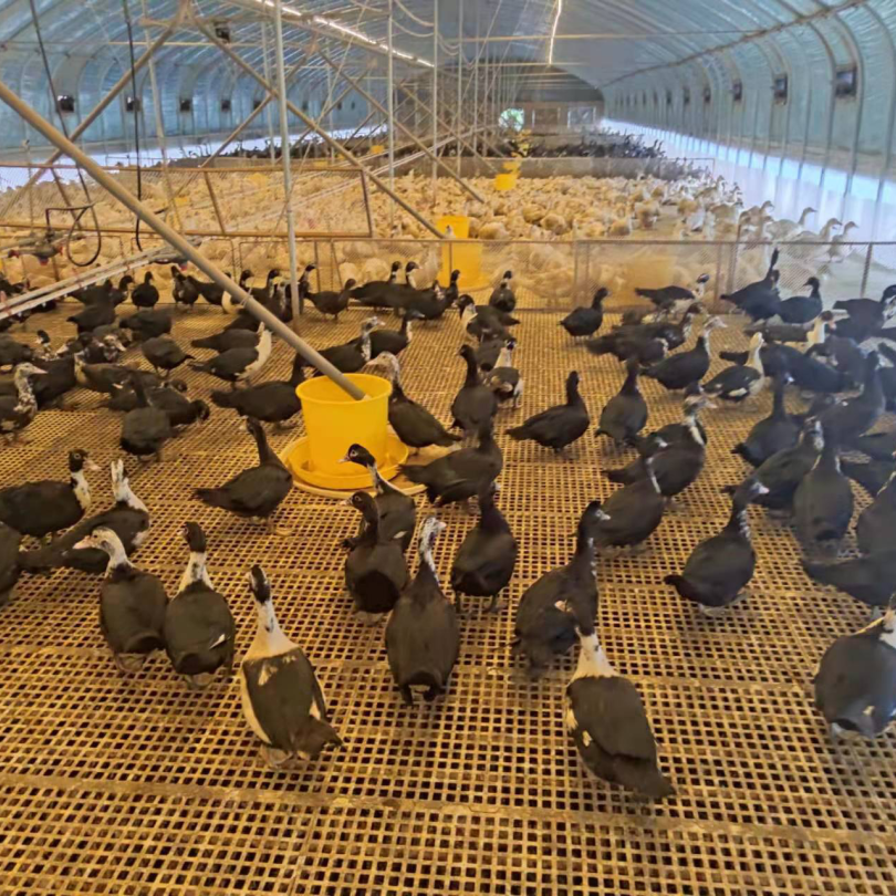 绿色生态富硒水果基地