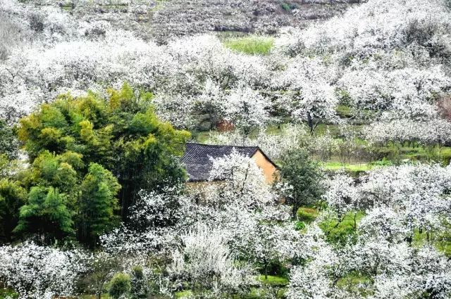 富硒果是什么样的水果