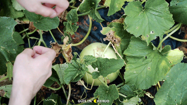 富硒果是什么样的水果