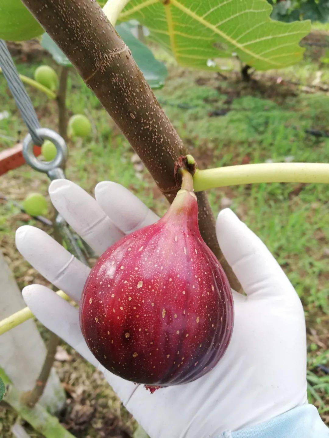 富硒水果无花果的功效