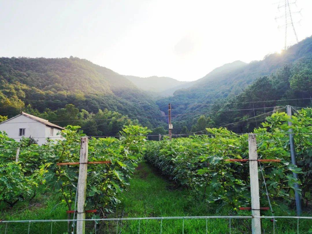 富硒水果无花果的功效