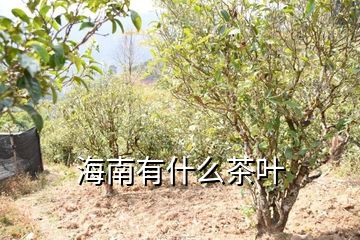 海南有什么茶叶