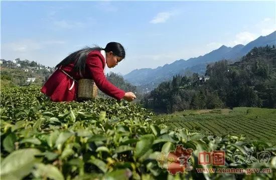 地理标志产品恩施硒茶