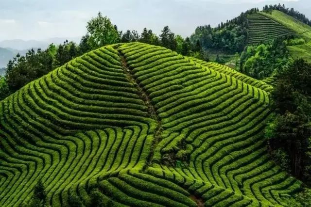 地理标志产品恩施硒茶