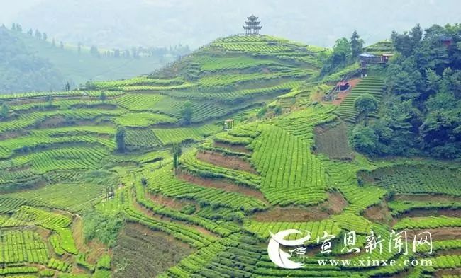 地理标志产品恩施硒茶
