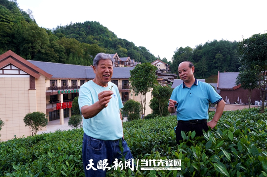凤冈县锌硒茶产品品牌