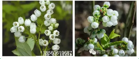 食疗补钙吃什么效果最好