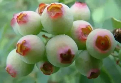 食疗补钙吃什么效果最好
