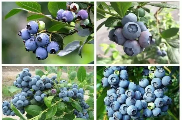 食疗补钙吃什么效果最好