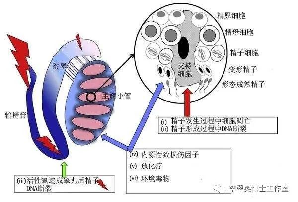 备孕时男性吃锌硒宝片