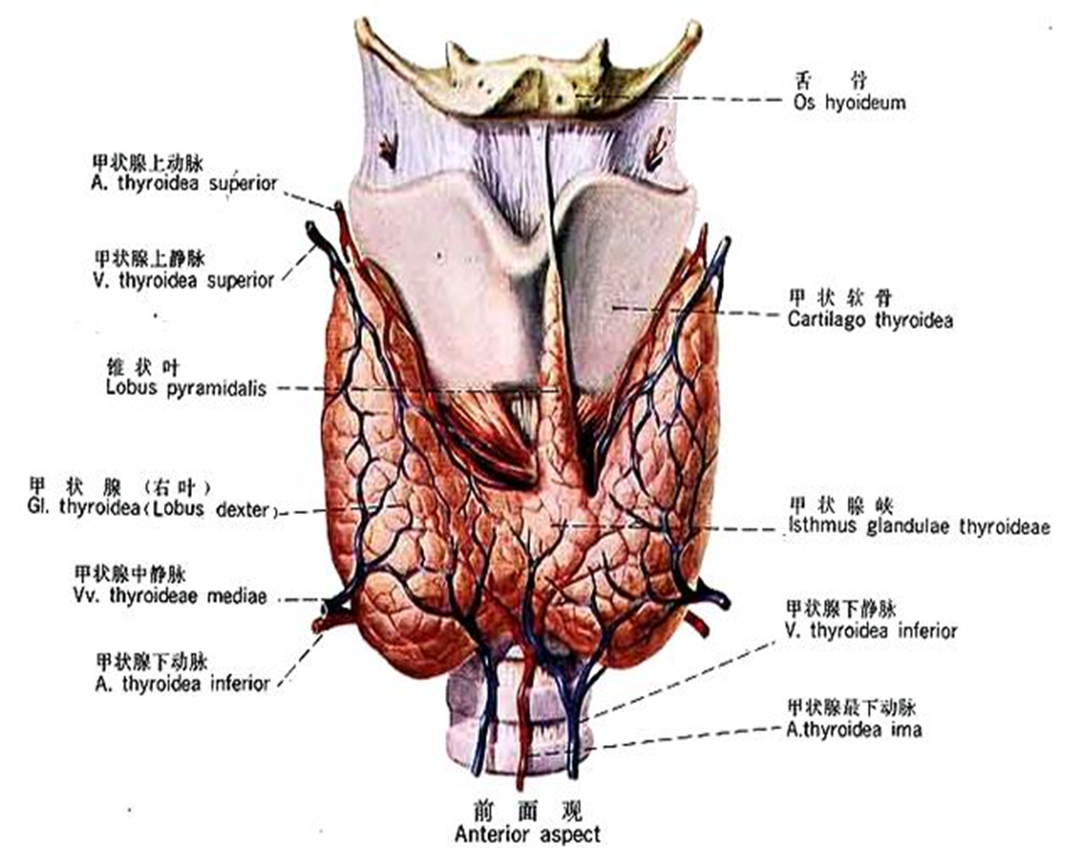 甲状腺患者补硒推荐什么