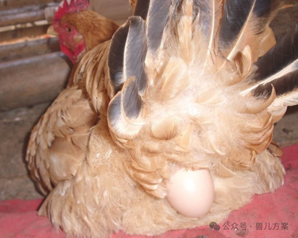 吃几个鸡蛋就能补硒了吗