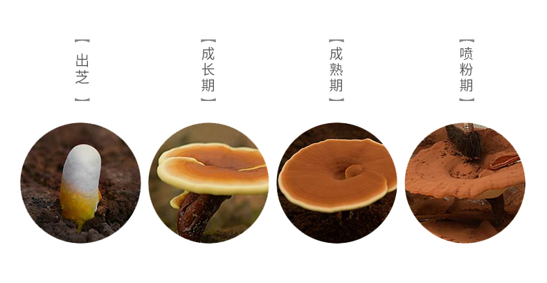 硒麦芽五味子片能补硒吗
