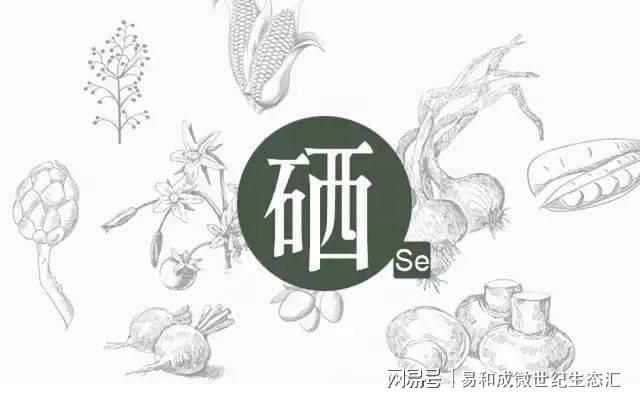 硒是什么食品补的最好的