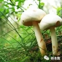 什么东西能有效帮助补硒