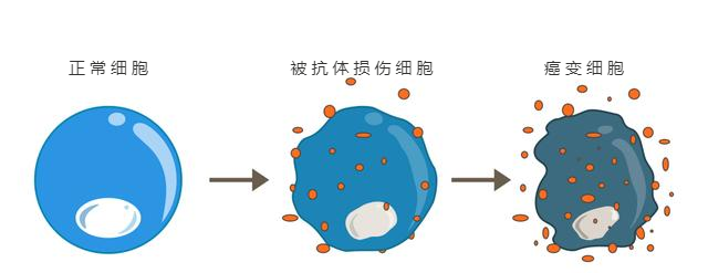 甲减需要补硒变成甲亢吗