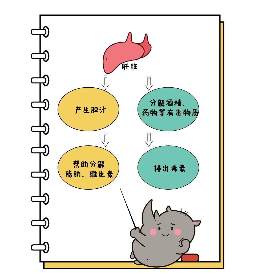 补硒元素能对肝有好处吗
