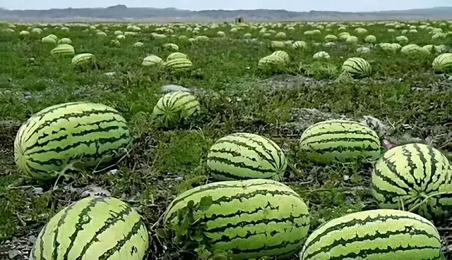 宁夏硒砂瓜不让种补多少