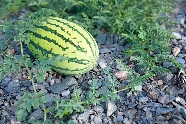 宁夏硒砂瓜不让种补多少