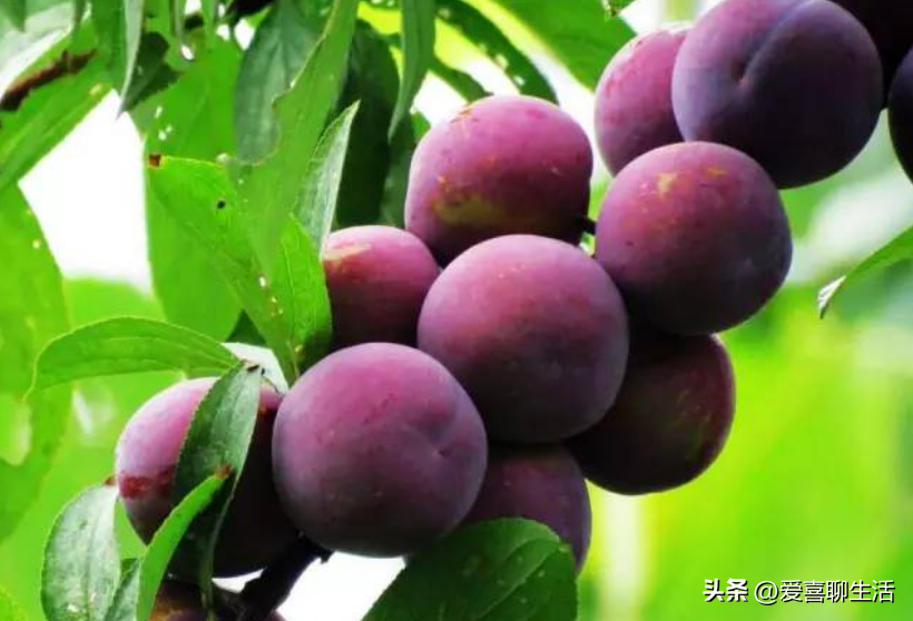 吃什么水果能补维硒元素