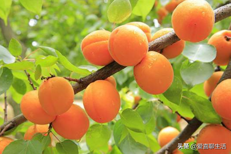 吃什么水果能补维硒元素